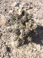 Micropuntia pulchella