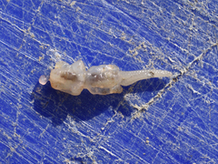 Salmincola edwardsii