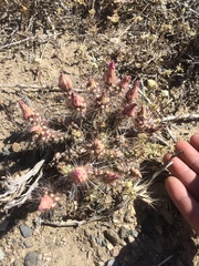 Micropuntia pulchella