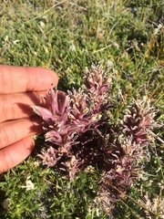 Castilleja salsuginosa