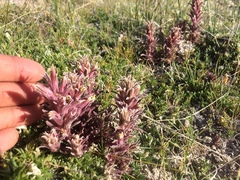 Castilleja salsuginosa