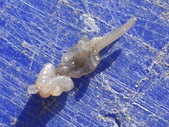 Salmincola edwardsii