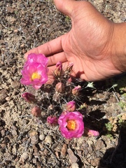 Micropuntia pulchella