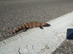 Heloderma suspectum suspectum