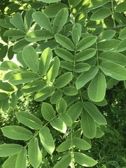 Piscidia carthagenensis