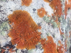 Xanthomendoza trachyphylla