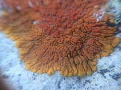 Xanthomendoza trachyphylla