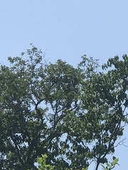 Lonchocarpus hintonii