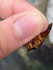 Pycnoscelus surinamensis