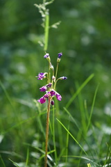 Primula matthioli altaica