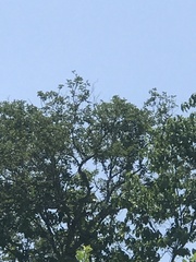 Lonchocarpus hintonii