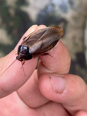 Pycnoscelus surinamensis