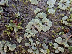 Riccia crystallina