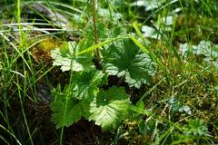 Primula matthioli altaica
