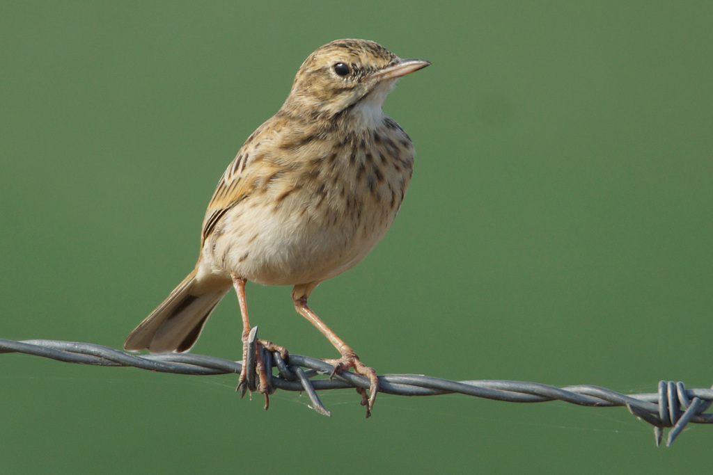 Australian Pipit