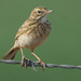 Australian Pipit - Photo (c) Peter and Shelly, some rights reserved (CC BY-NC), uploaded by Peter and Shelly