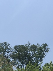 Lonchocarpus hintonii