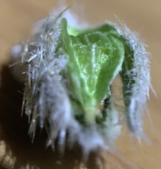 Oreocarya setosissima