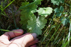 Primula matthioli altaica