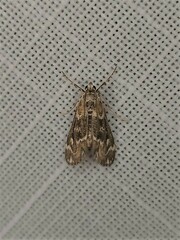 Hygraula nitens