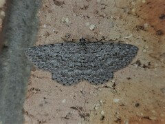 Psilosticha absorpta