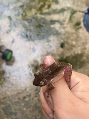 Polypedates megacephalus