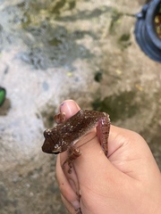 Polypedates megacephalus