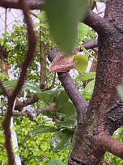 Polypedates megacephalus