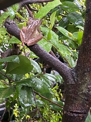 Polypedates megacephalus