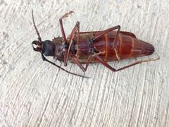 Derobrachus geminatus