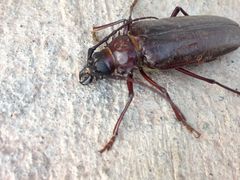 Derobrachus geminatus