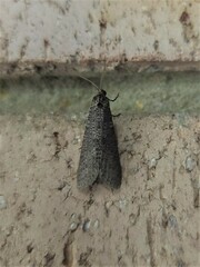 Lepidoscia euryptera