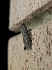 Lepidoscia euryptera