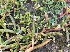 Brachyscome lineariloba