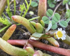 Brachyscome lineariloba