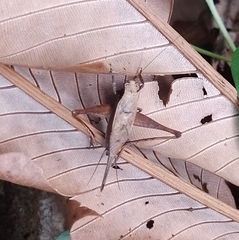 Eneoptera surinamensis