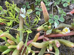 Brachyscome lineariloba