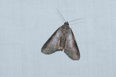 Lophoptera squammigera