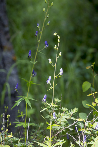 Columbian Monkshood