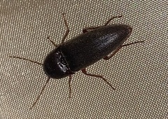 Diplostethus carolinensis