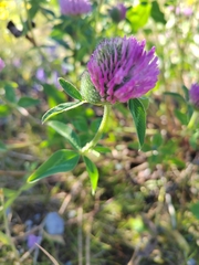 Trifolium pratense
