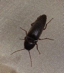 Diplostethus carolinensis