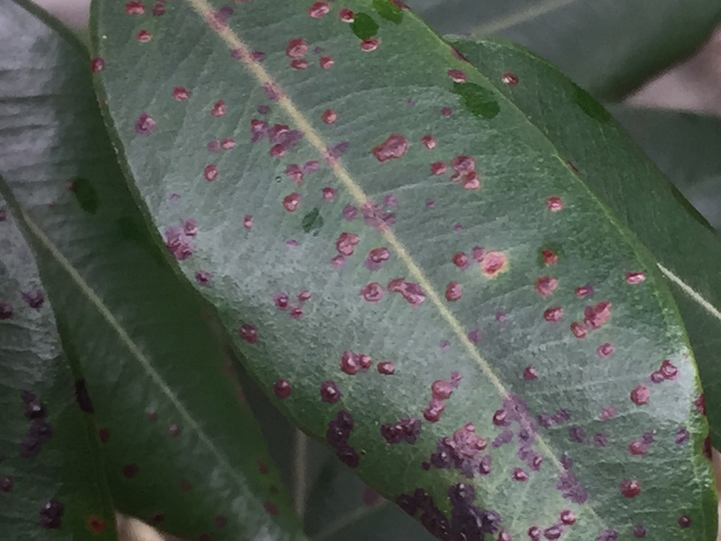 Phyllocoptes metrosideri