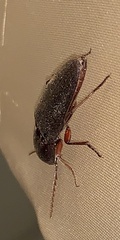 Diplostethus carolinensis