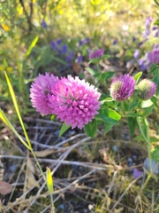 Trifolium pratense