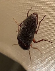 Diplostethus carolinensis