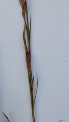 Restio triticeus