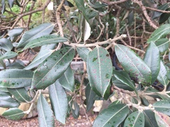 Phyllocoptes metrosideri