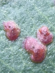 Phyllocoptes metrosideri