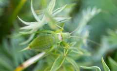 Isophya altaica